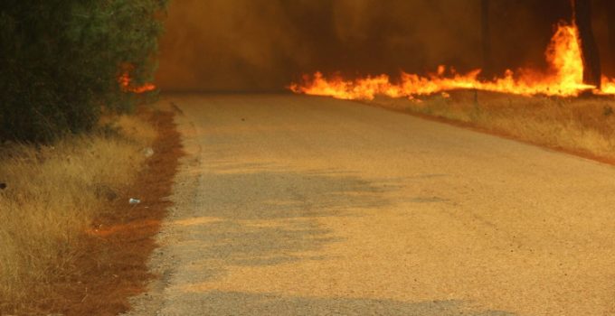 Çanakkale’de orman yangını