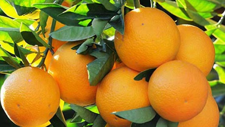 Narenciye Üreticileri Birliği, pazartesi süresiz eyleme gidiyor