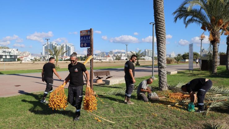 İskele Belediyesi geleneksel hurma dağıtımı 15 Kasım Cumhuriyet Bayramı’nda yapılıyor