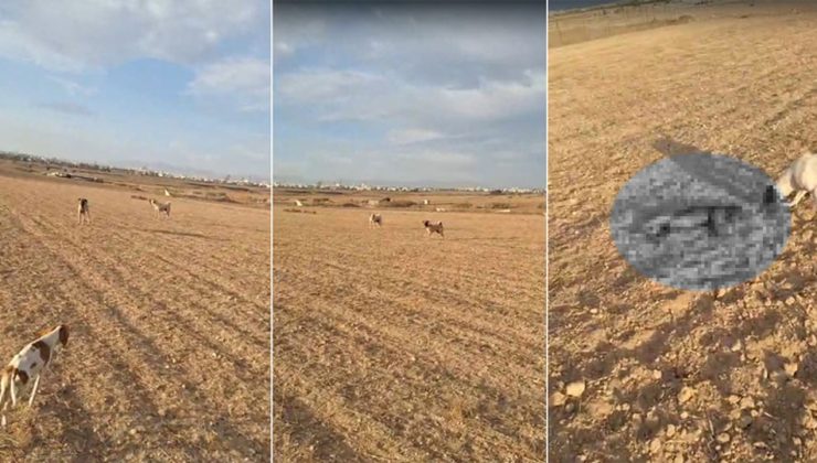 Haspolat’ta başıboş kangal dehşeti