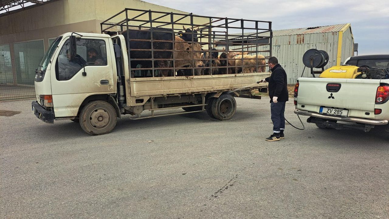 LTB, şap hastalığına karşı tüm tedbirleri hayata geçiriyor