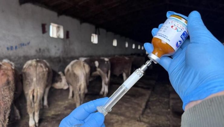 70 bin büyükbaş hayvan aşılanacak