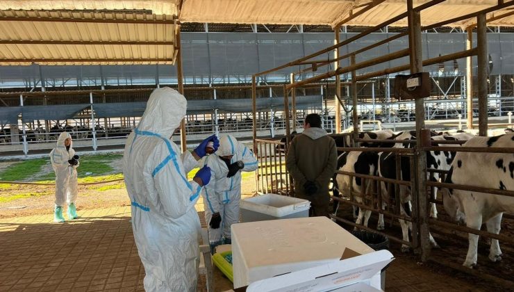 Şap hastalığıyla mücadelede 69 işletmede 7 bin 700 aşılama yapıldı