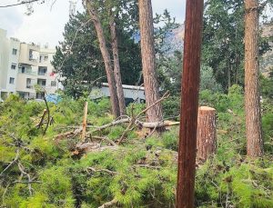 Boğazköy’de ağaç katliamı