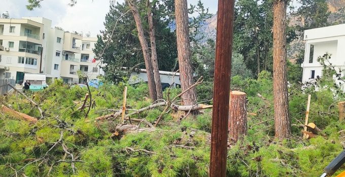 Boğazköy’de ağaç katliamı