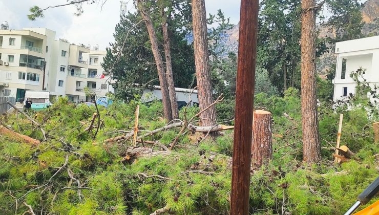 Boğazköy’de ağaç katliamı