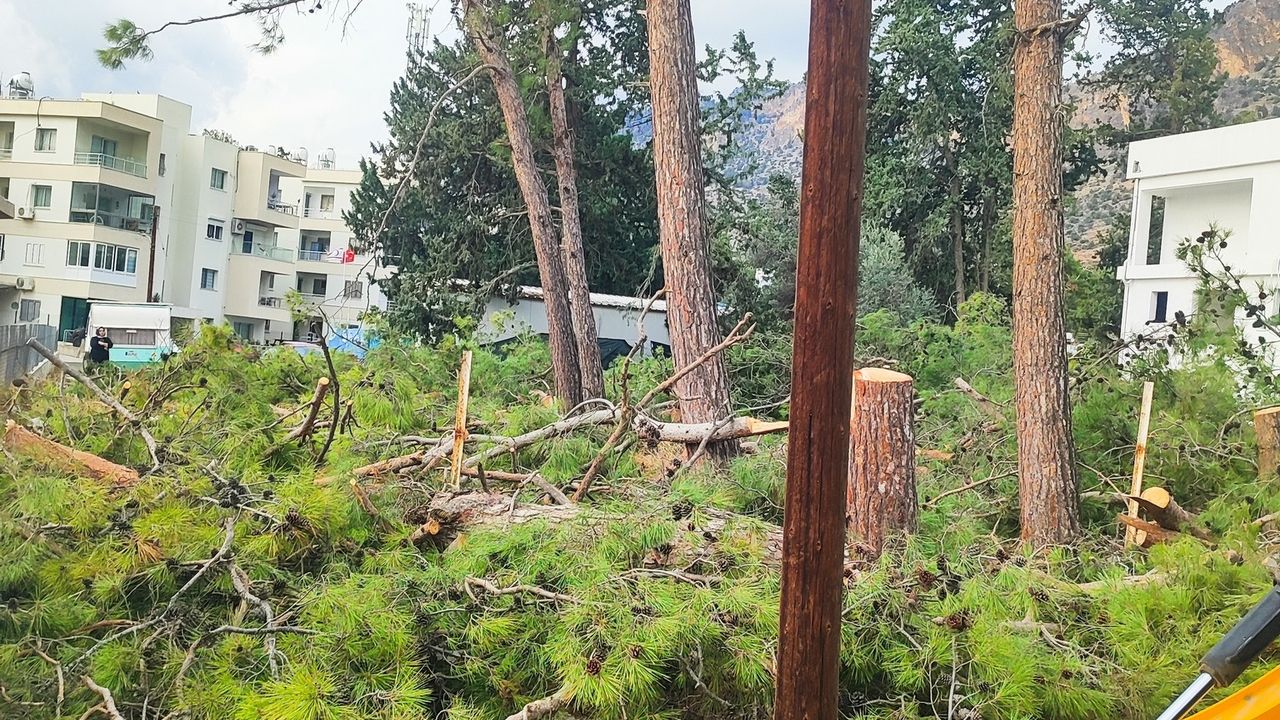 Boğazköy’de ağaç katliamı