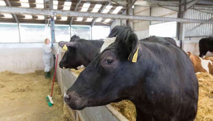 YDÜ Veteriner Hekimliği Fakültesi uzmanlarından Şap Hastalığıyla ilgili önemli uyarılar