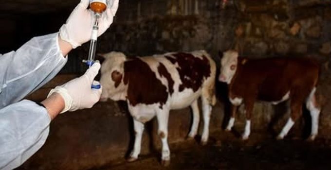 İskele bölgesinde Şap Hastalığı alarmı