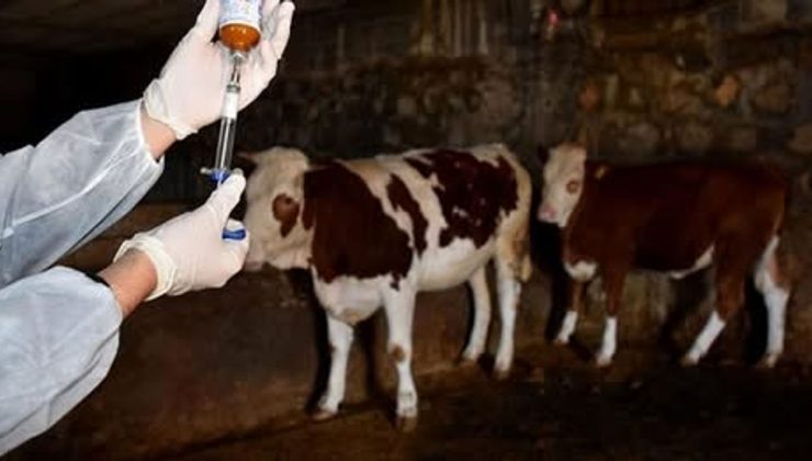 İskele bölgesinde Şap Hastalığı alarmı