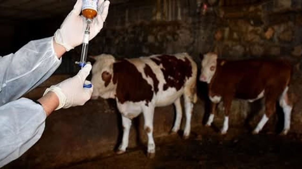 İskele bölgesinde Şap Hastalığı alarmı