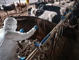 Şap hastalığı için Avrupa’dan uzmanlar geldi