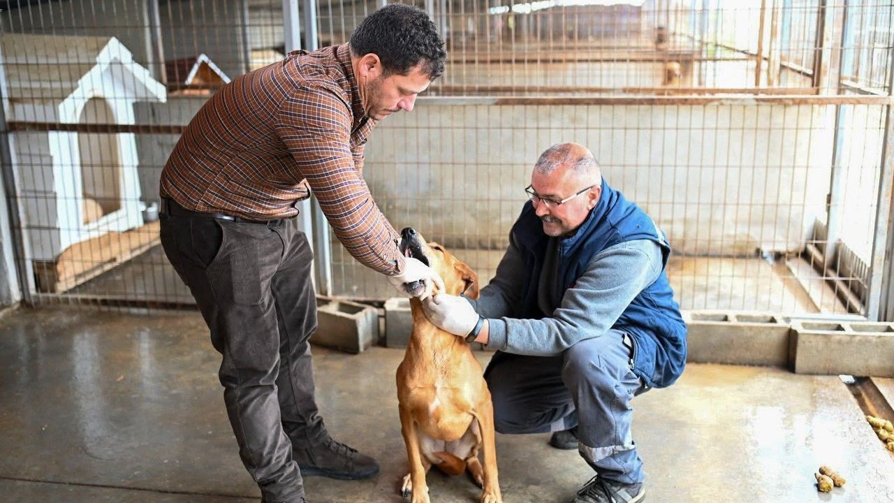 Gönyeli–Alayköy’de can dostlar güvende