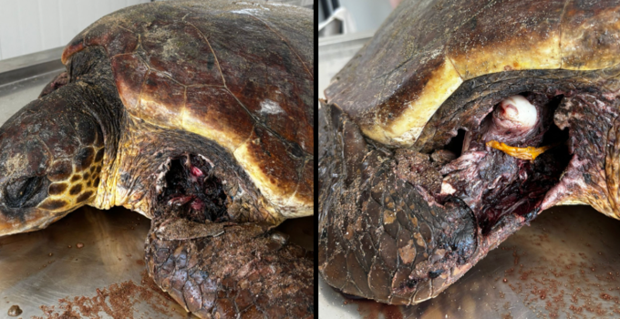 Kaplumbağaları Koruma Derneği : “Yuvalama sezonu öncesinde Kantara sahilinde önlem alın”