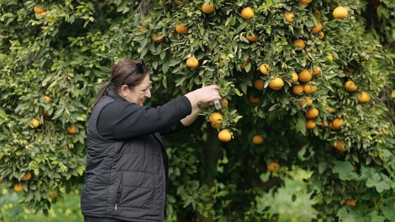 Biyolojik mücadelede yüzde 90 başarı