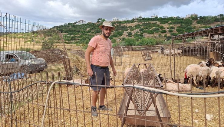 Mehmetçik’te başıboş köpek dehşeti