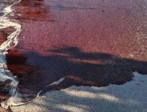 Mezbaha yolu kan gölüne döndü